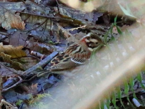 rustic-bunting