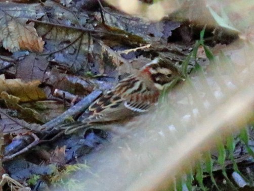 rustic-bunting