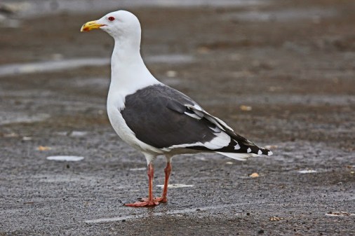 slaty-backed-gull1