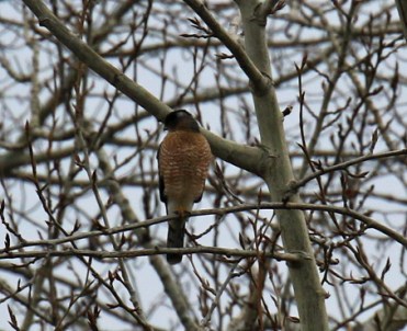 coopers-hawk