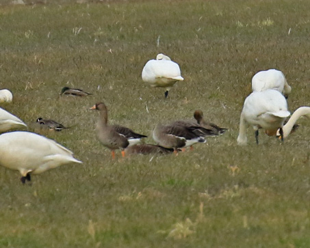 greater-white-fronted-goose