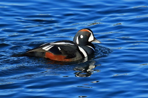 harlequin-duck