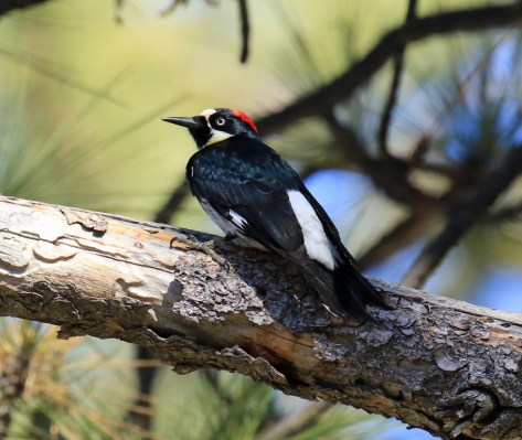 acorn-woodpecker