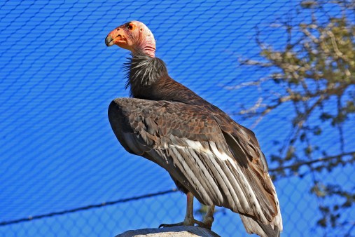american-condor