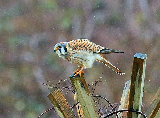 american-kestrel