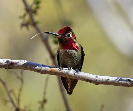 annas-hummingbird-tongue-out-copy