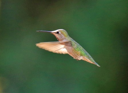 annas-hummingbird1