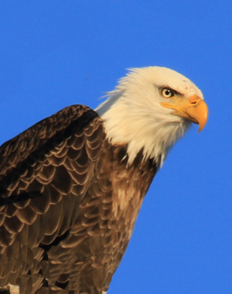 bald-eagle2