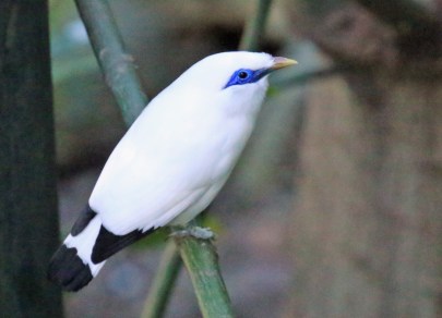bali-myna1