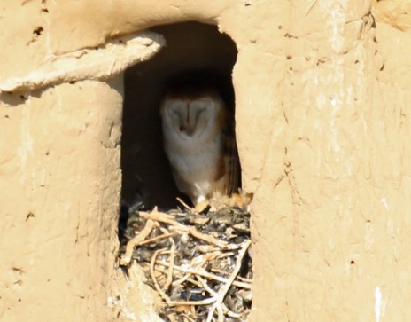 barn-owl-on-nest