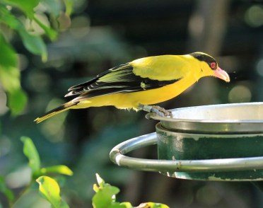 black-naped-oriole