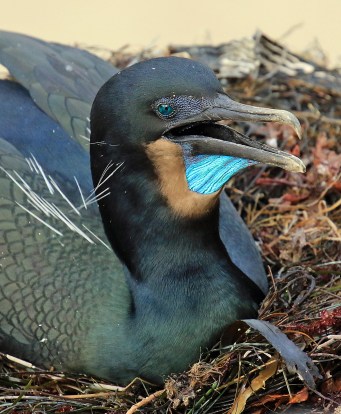 brandts-cormorant-head2