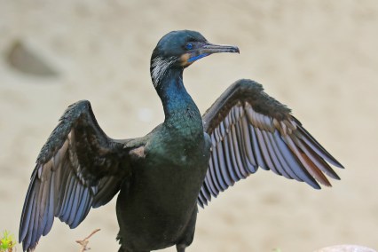 brandts-cormorant-wings