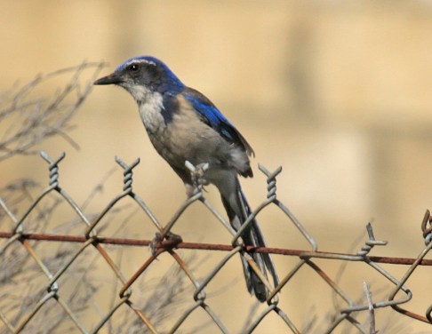 california-scrubjay