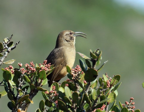 california-thrasher2