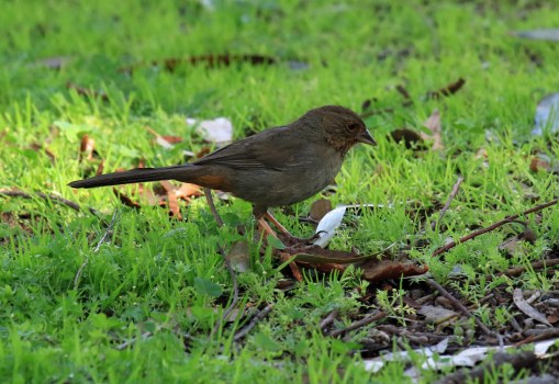 california-towhee-2