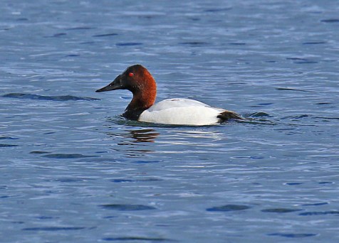 canvasback
