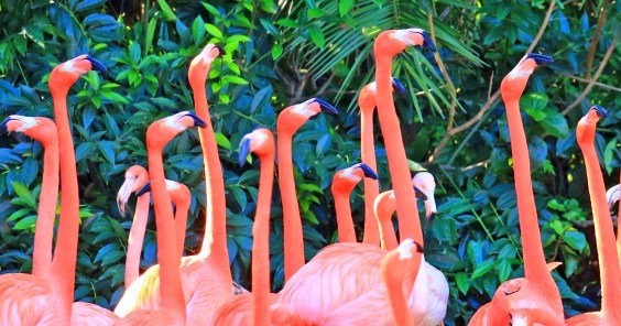 caribbean-flamingoes