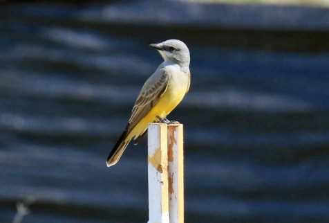 cassins-kingbird1