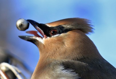 cedar-waxwing-head