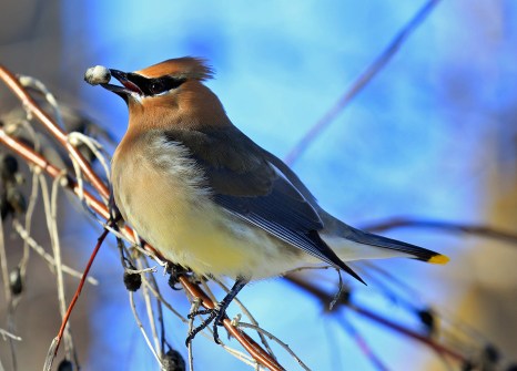 cedar-waxwing