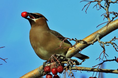 cedar-waxwing2