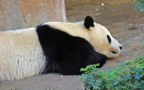 giant-panda1