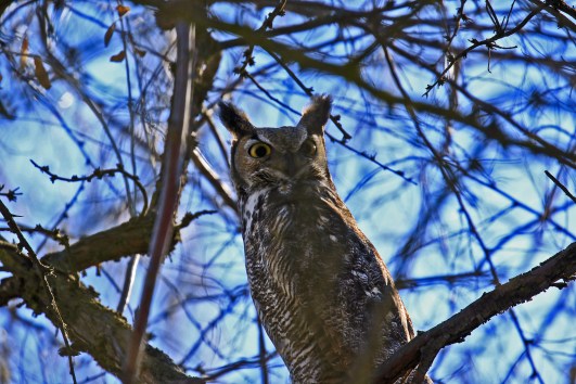 great-horned-owl1