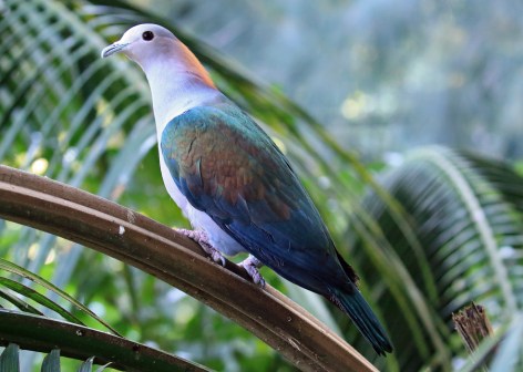 green-imperial-pigeon1