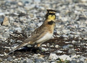 horned-lark