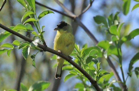 lessser-goldfinch