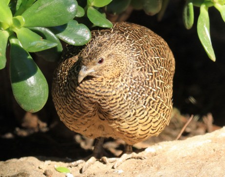 madagascar-partridge
