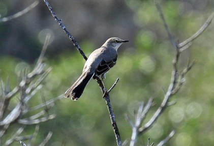 northern-mockingbird