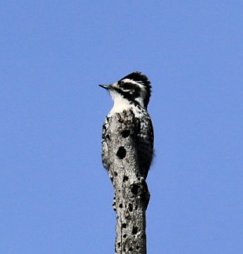 nuttalls-woodpecker3