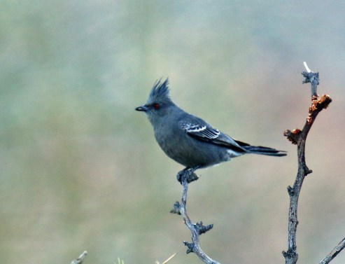 phainopepla-female