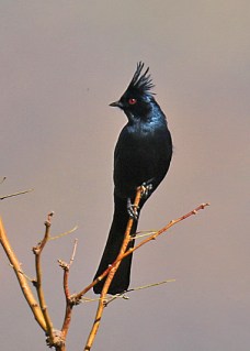 phainopepla