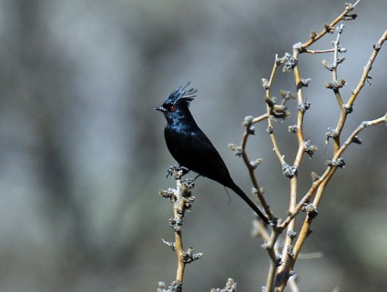 phainopepla1