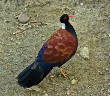 pheasant-pigeon