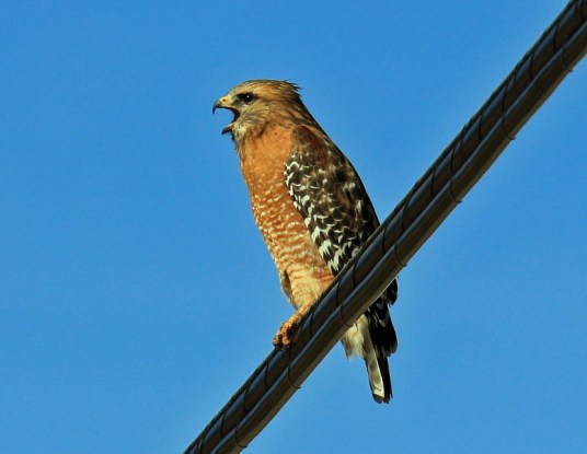 red-shouldered-hawk