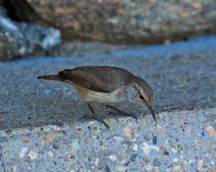 rock-wren1