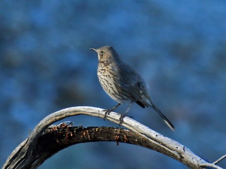 sage-thrasher