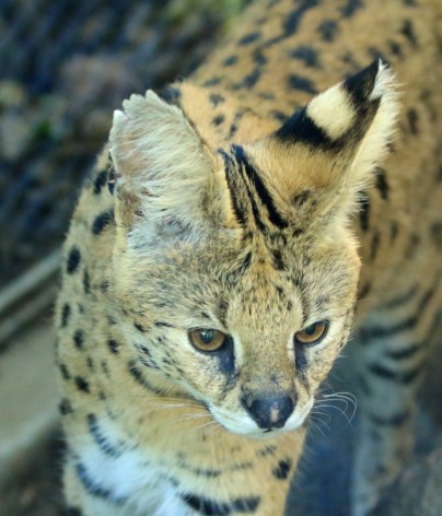 serval
