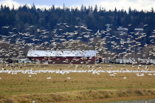 snow-geese1