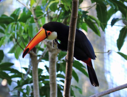 toco-toucan