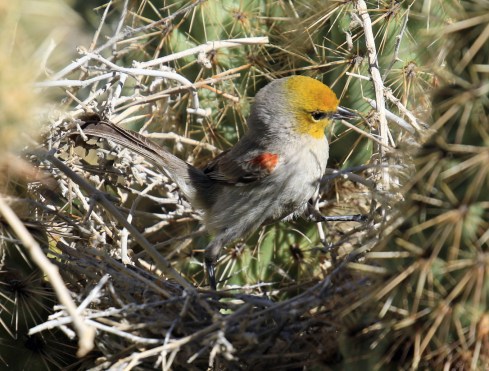 verdin-in-nest1