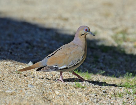 white-winged-dove