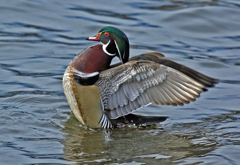 wood-duck