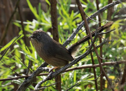wrentit1