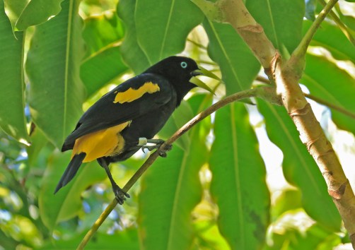 yellow-rumped-cacique