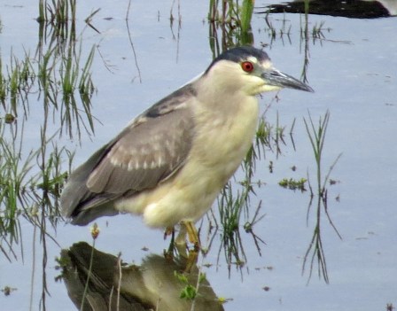 Black Crowned Night Heron